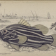 Illustration for article titled Natural History of Fishes of the Perch Family